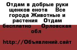 Отдам в добрые руки щенков енота. - Все города Животные и растения » Отдам бесплатно   . Орловская обл.